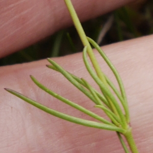 Photographie n°1165664 du taxon Spergula arvensis L. [1753]