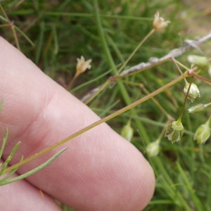 Photographie n°1165667 du taxon Spergula arvensis L. [1753]