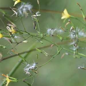 Photographie n°1165717 du taxon Mycelis muralis (L.) Dumort. [1827]