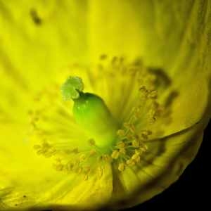 Photographie n°1165732 du taxon Papaver cambricum L.