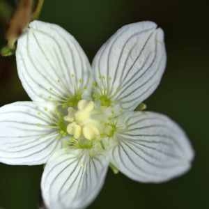 Photographie n°1165739 du taxon Parnassia palustris L. [1753]