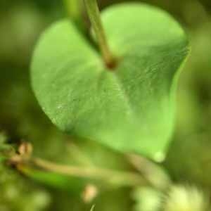 Photographie n°1165748 du taxon Parnassia palustris L. [1753]