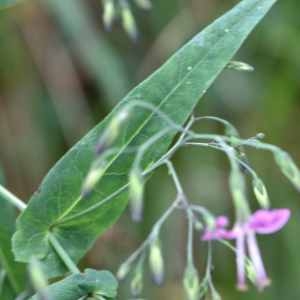 Photographie n°1165777 du taxon Prenanthes purpurea L. [1753]