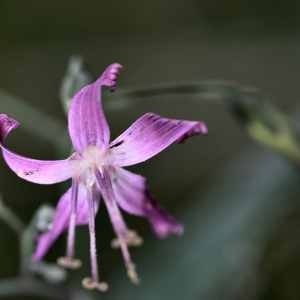 Photographie n°1165785 du taxon Prenanthes purpurea L. [1753]