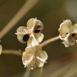 Photographie n°1166053 du taxon Tractema umbellata (Ramond) Speta [1998]