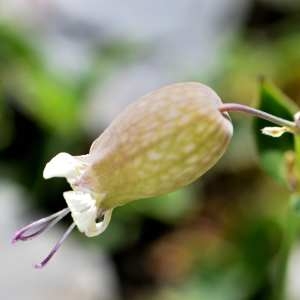 Photographie n°1166098 du taxon Silene vulgaris (Moench) Garcke [1869]