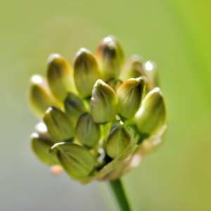 Photographie n°1166174 du taxon Allium ericetorum Thore [1803]