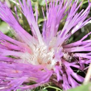 Photographie n°1166286 du taxon Cirsium acaulon (L.) Scop. [1769]