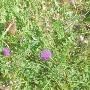 Photographie n°1166295 du taxon Cirsium acaulon (L.) Scop. [1769]