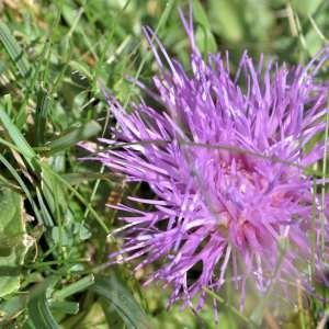 Photographie n°1166301 du taxon Cirsium acaulon (L.) Scop. [1769]