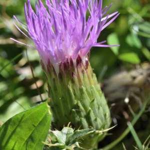 Photographie n°1166305 du taxon Cirsium acaulon (L.) Scop. [1769]