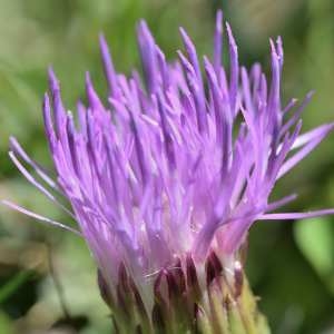 Photographie n°1166312 du taxon Cirsium acaulon (L.) Scop. [1769]