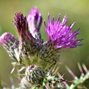 Photographie n°1166337 du taxon Cirsium palustre (L.) Scop. [1772]