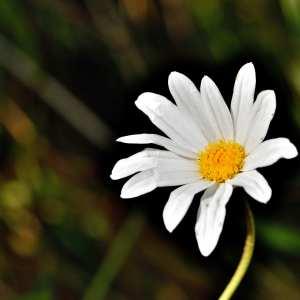 Photographie n°1166498 du taxon Leucanthemum maximum (Ramond) DC. [1837]