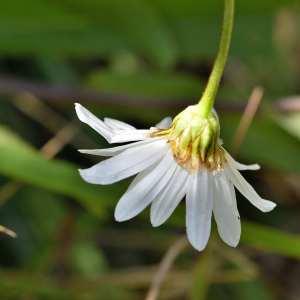 Photographie n°1166499 du taxon Leucanthemum maximum (Ramond) DC. [1837]