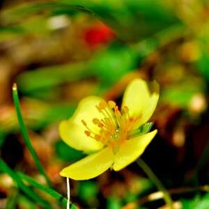 Photographie n°1166549 du taxon Ranunculus acris L. [1753]