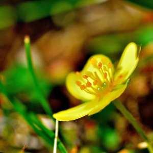 Photographie n°1166556 du taxon Ranunculus acris L. [1753]