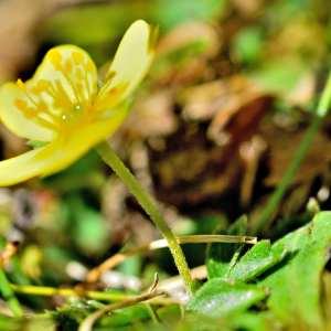 Photographie n°1166559 du taxon Ranunculus acris L. [1753]