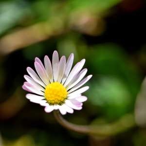 Photographie n°1166560 du taxon Bellis perennis L. [1753]