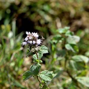 Photographie n°1166752 du taxon Mentha aquatica L. [1753]