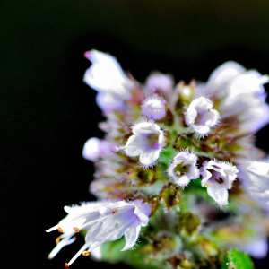 Photographie n°1166768 du taxon Mentha aquatica L. [1753]