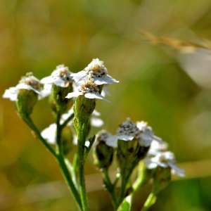 Photographie n°1167182 du taxon Achillea odorata L. [1759]