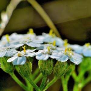 Photographie n°1167185 du taxon Achillea odorata L. [1759]