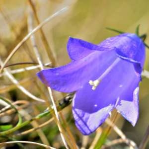 Photographie n°1167193 du taxon Campanula ficarioides Timb.-Lagr. [1862]