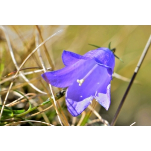 Campanula ficarioides Timb.-Lagr. (Campanule fausse ficaire)