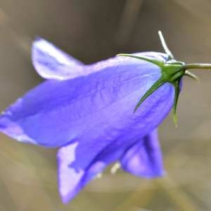 Photographie n°1167196 du taxon Campanula ficarioides Timb.-Lagr. [1862]