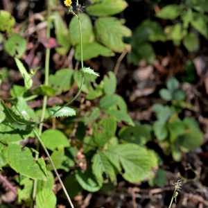 Photographie n°1167236 du taxon Sonchus L.