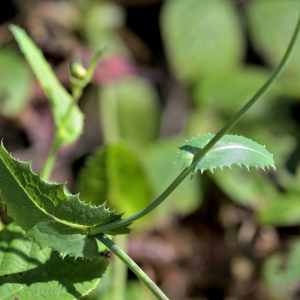 Photographie n°1167239 du taxon Sonchus L.