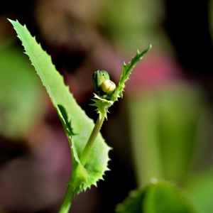 Photographie n°1167240 du taxon Sonchus L.