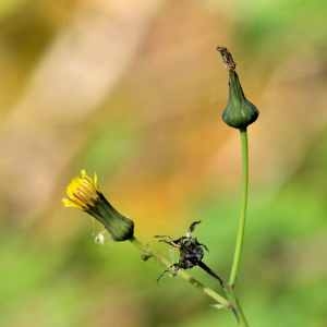 Photographie n°1167242 du taxon Sonchus L.