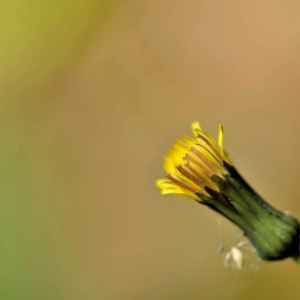 Photographie n°1167245 du taxon Sonchus L.