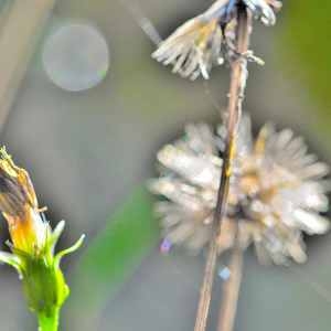 Photographie n°1167256 du taxon Leontodon hispidus L. [1753]