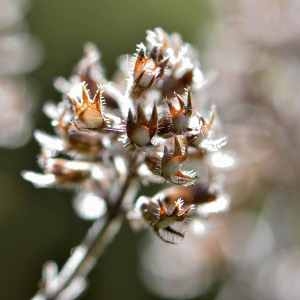 Photographie n°1167298 du taxon Thymus L. [1753]