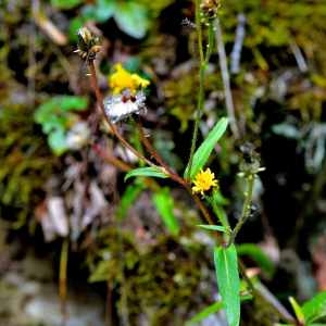 Photographie n°1167312 du taxon Picris hieracioides L. [1753]