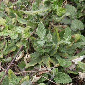 Photographie n°1167695 du taxon Teucrium scorodonia L. [1753]