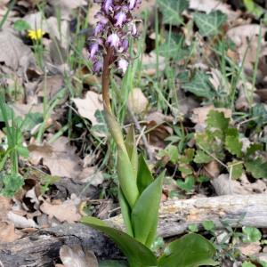 Photographie n°1168067 du taxon Himantoglossum robertianum (Loisel.) P.Delforge [1999]