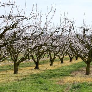 Photographie n°1168092 du taxon Prunus armeniaca L. [1753]