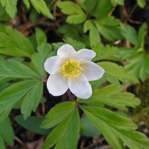 Photographie n°1168173 du taxon Anemone nemorosa L. [1753]