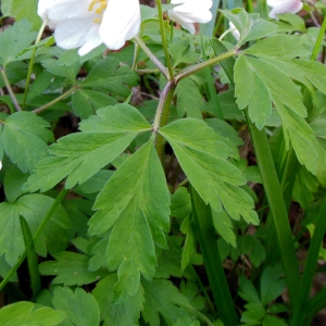 Photographie n°1168175 du taxon Anemone nemorosa L. [1753]