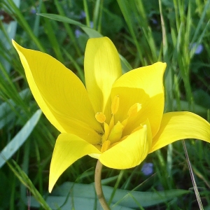 Photographie n°1169331 du taxon Tulipa sylvestris L. [1753]