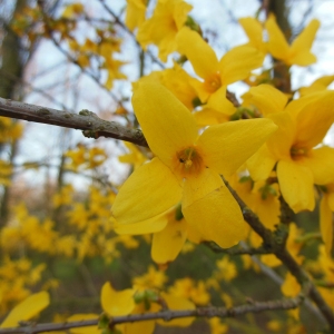 Photographie n°1170241 du taxon Forsythia x intermedia Zabel [1885]