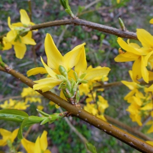 Photographie n°1170242 du taxon Forsythia x intermedia Zabel [1885]