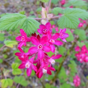 Photographie n°1170351 du taxon Ribes sanguineum Pursh [1814]