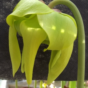 Photographie n°1170739 du taxon Sarracenia flava L. [1753]