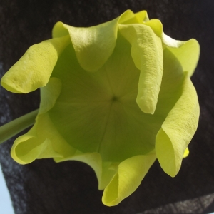 Photographie n°1170740 du taxon Sarracenia flava L. [1753]