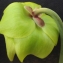  Jean-Claude Echardour - Sarracenia flava L. [1753]